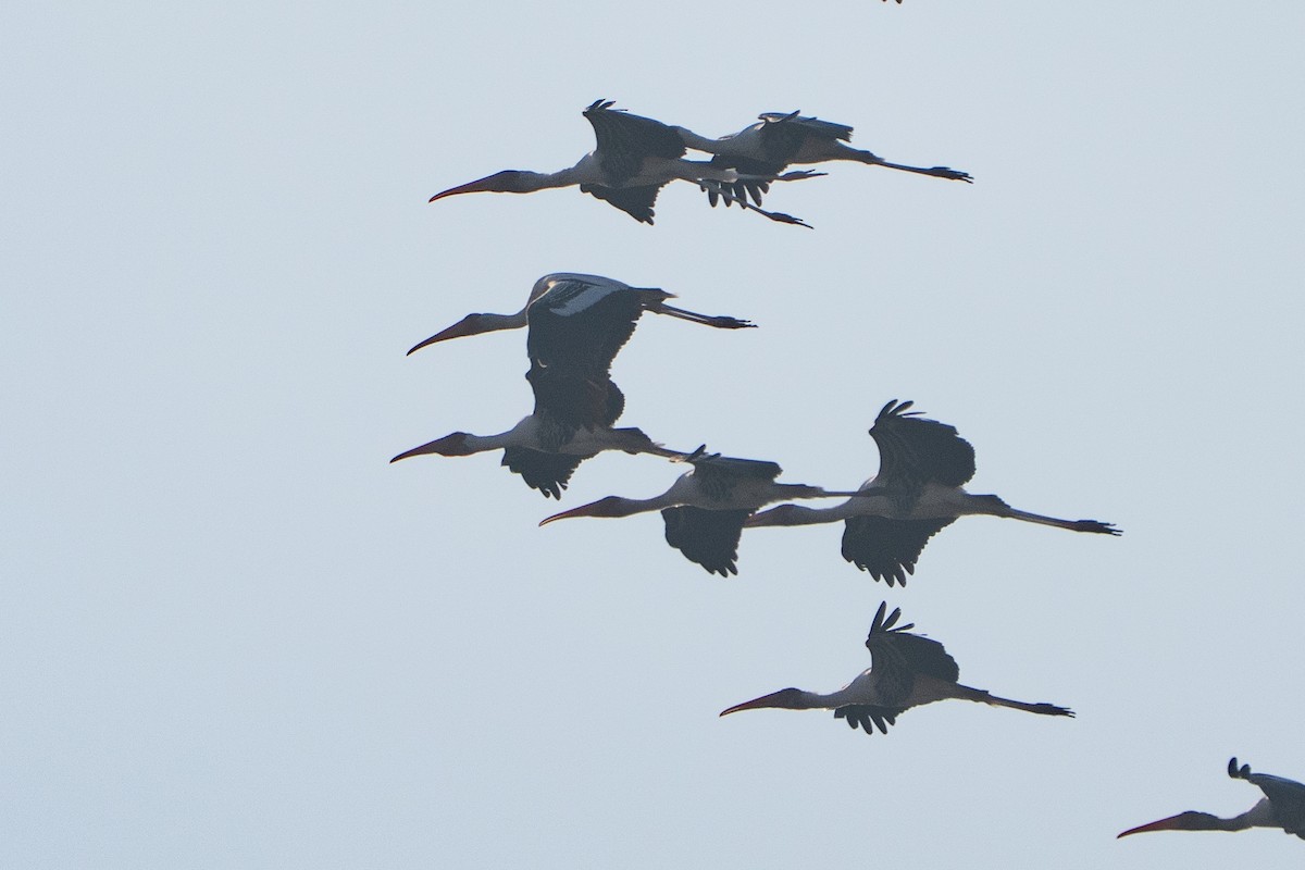 Painted Stork - ML646330640