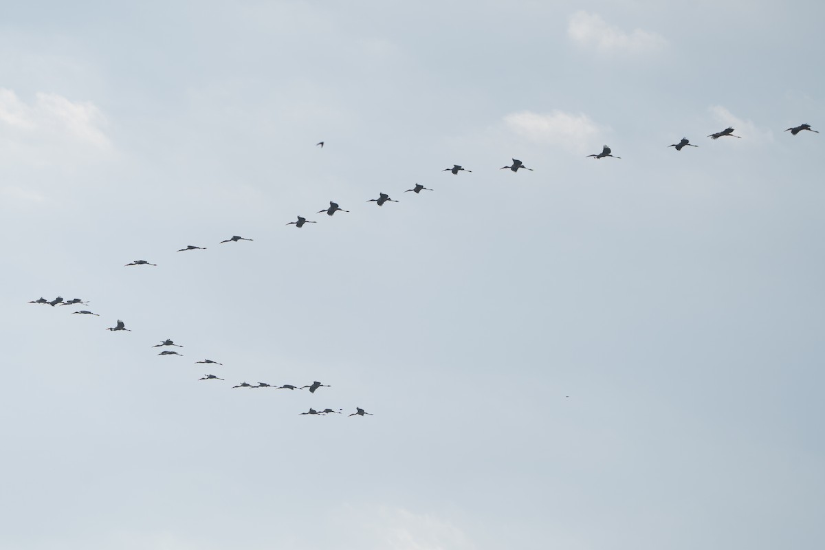 Painted Stork - ML646330641