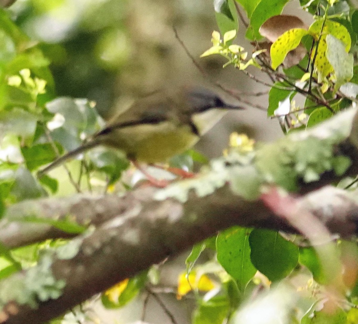 Bar-throated Apalis - ML646330648