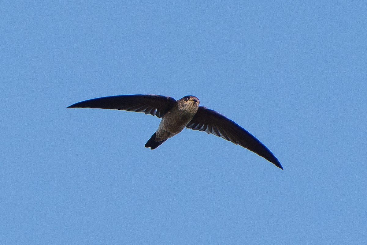 White-nest Swiftlet - ML646330649