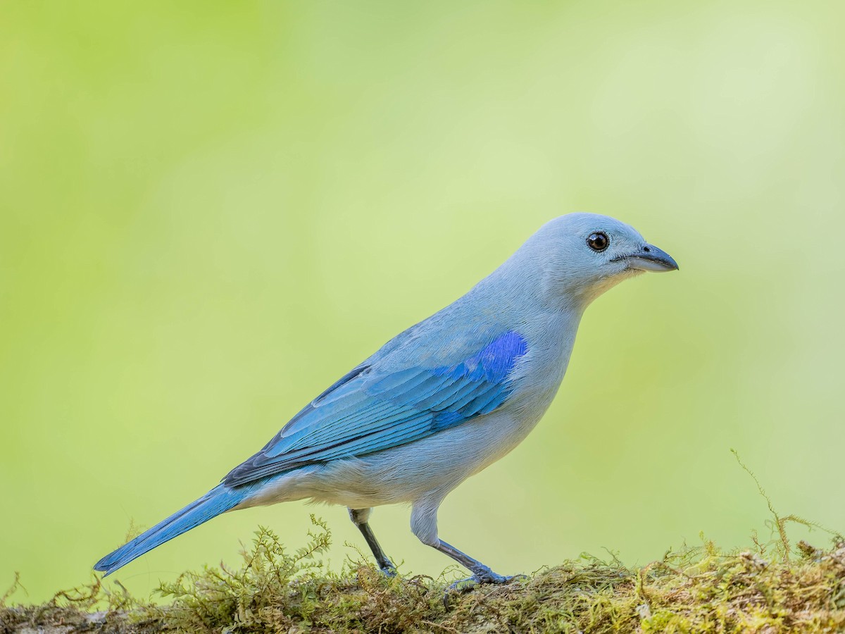 Blue-gray Tanager - ML646330650