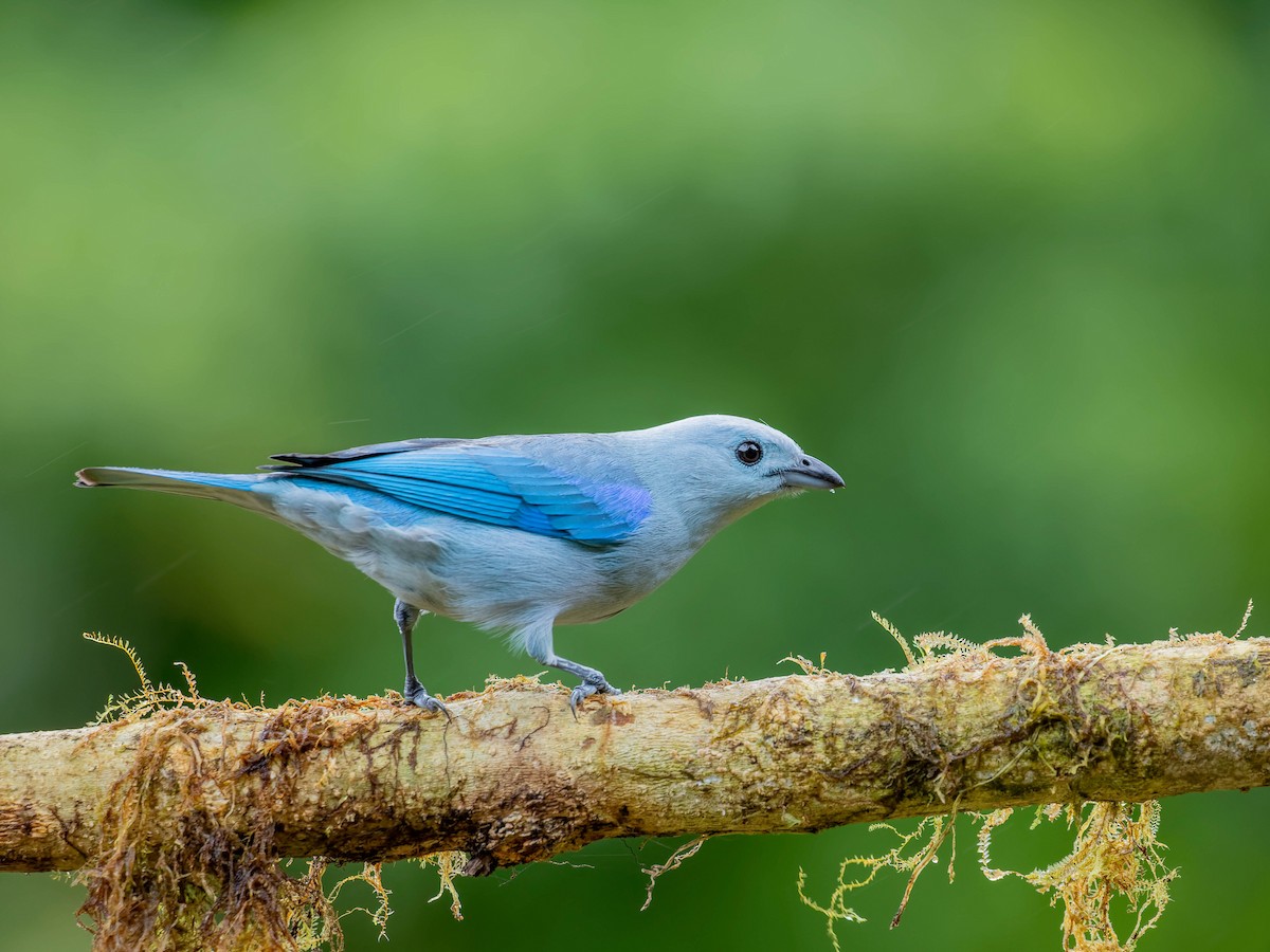 Blue-gray Tanager - ML646330651
