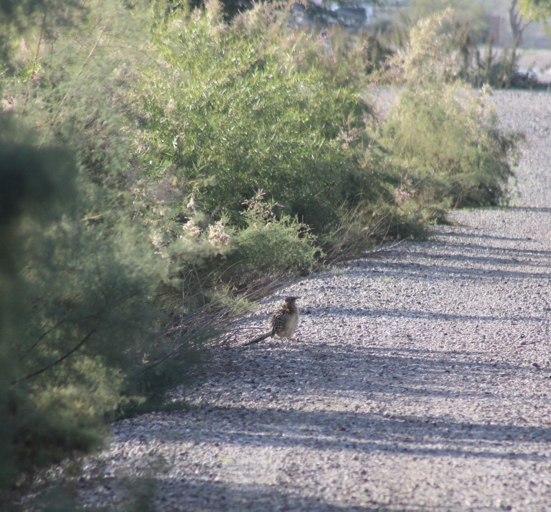 Greater Roadrunner - ML646330653