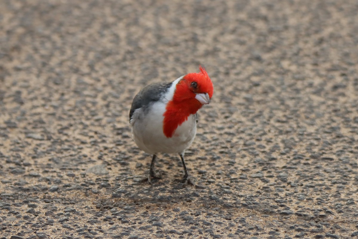 Red-crested Cardinal - ML646330654