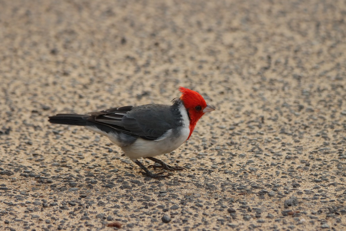Red-crested Cardinal - ML646330664