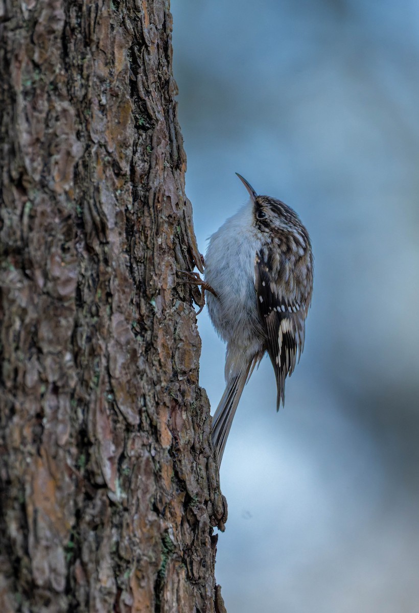 Brown Creeper - ML646330667