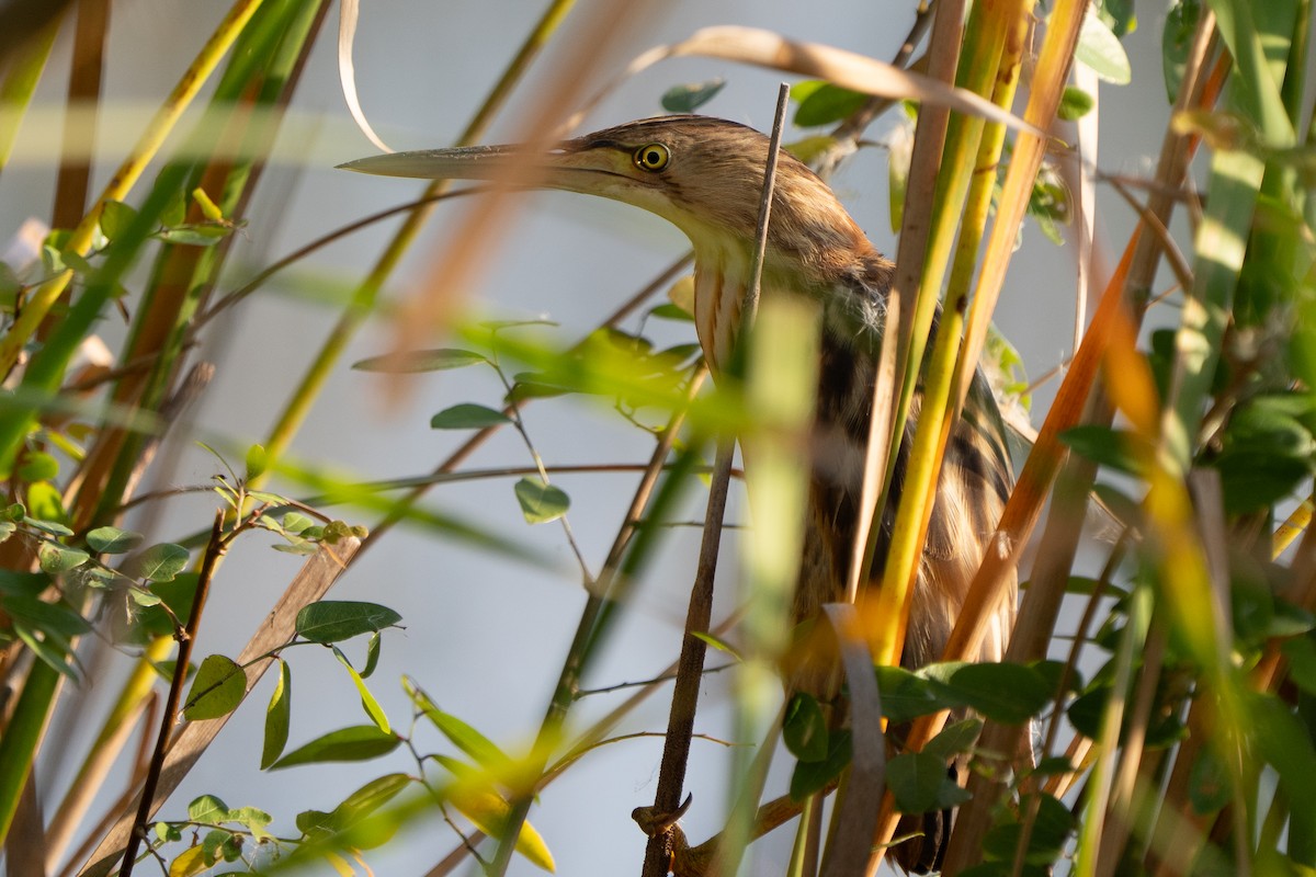 Yellow Bittern - ML646330668