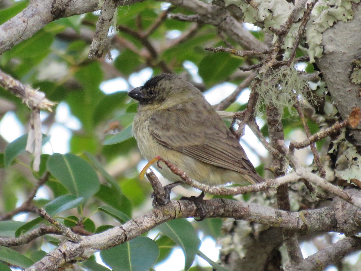 Small Tree-Finch - ML646330669