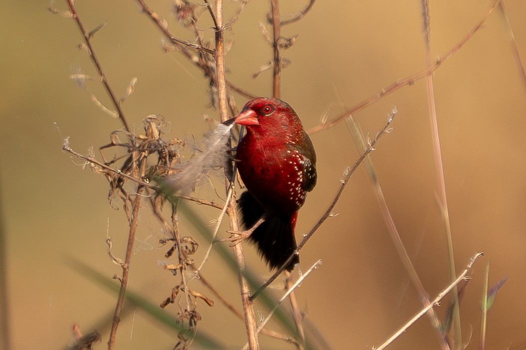 Red Avadavat - ML646330670