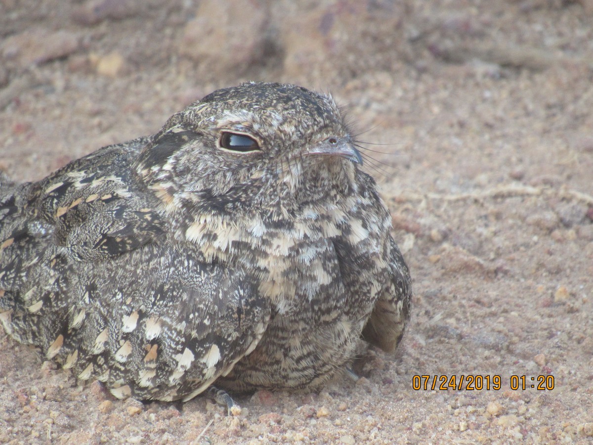 Savanna Nightjar - ML646330673