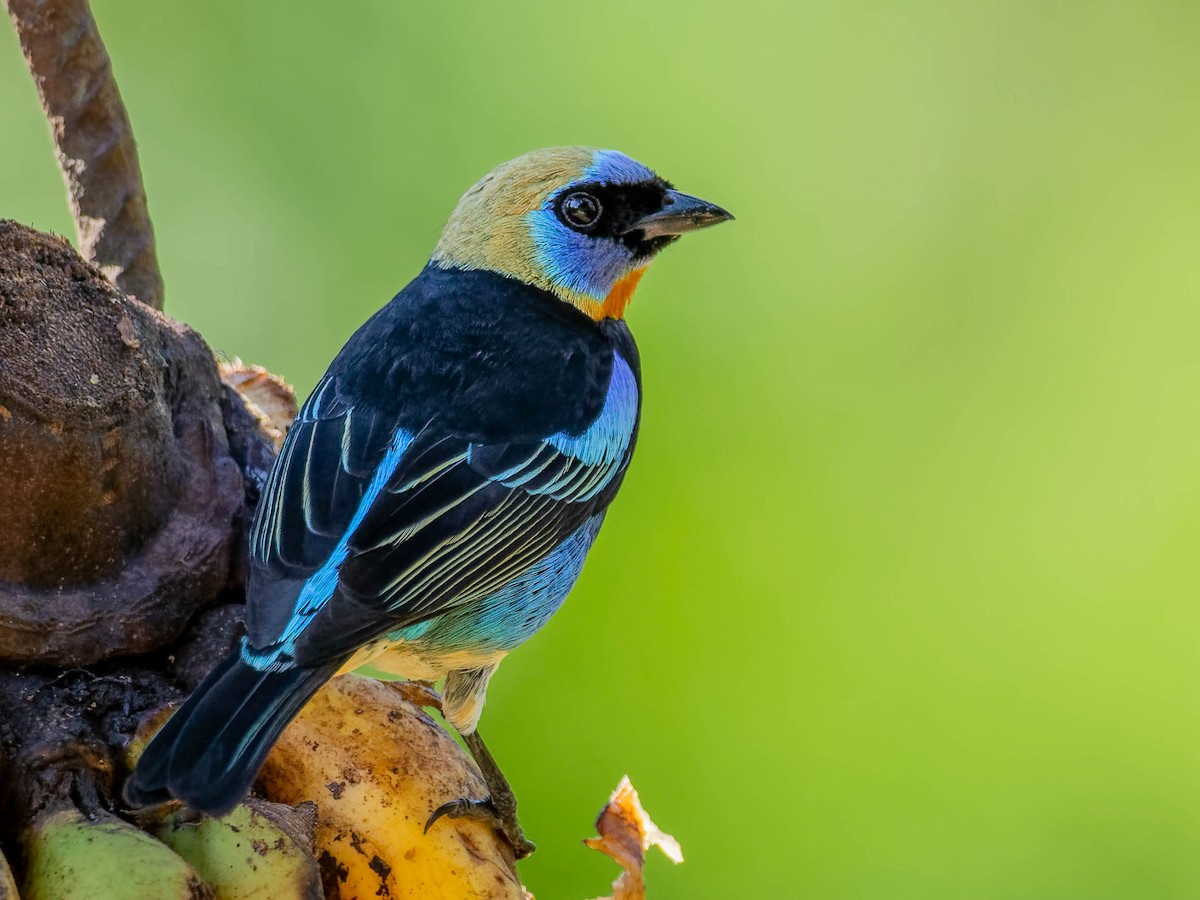 Golden-hooded Tanager - ML646330674