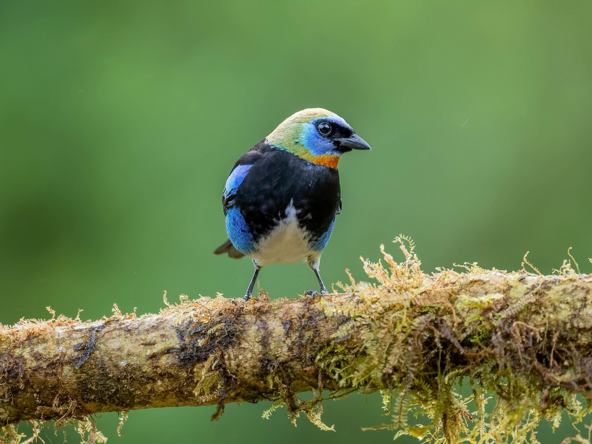 Golden-hooded Tanager - ML646330675