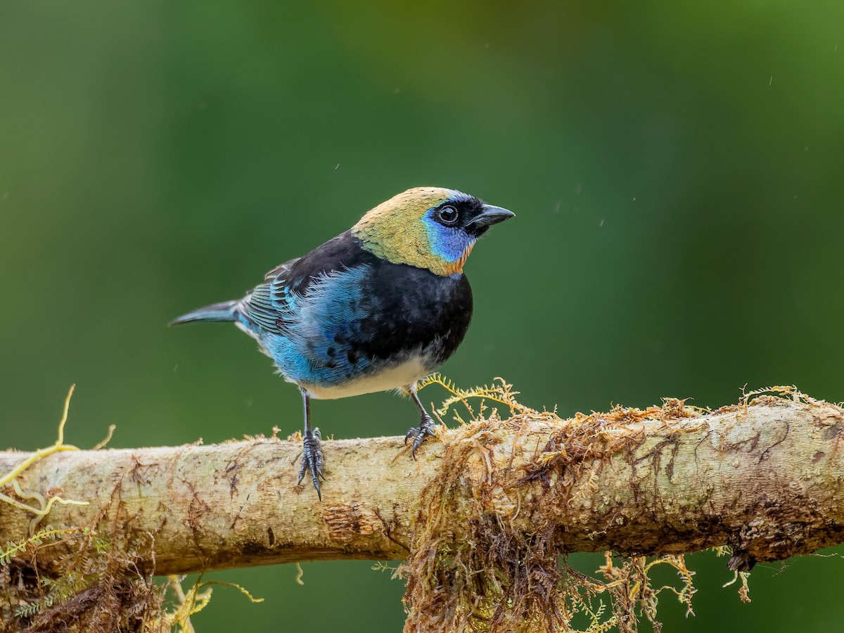 Golden-hooded Tanager - ML646330676
