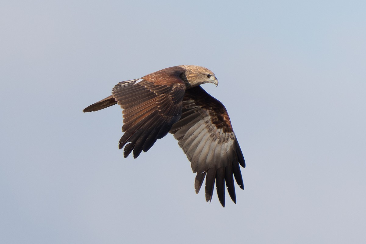 Brahminy Kite - ML646330677