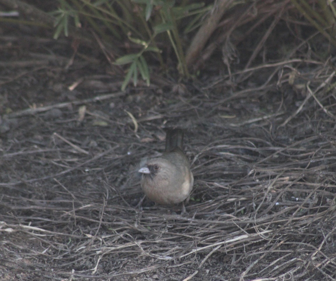 Abert's Towhee - ML646330678