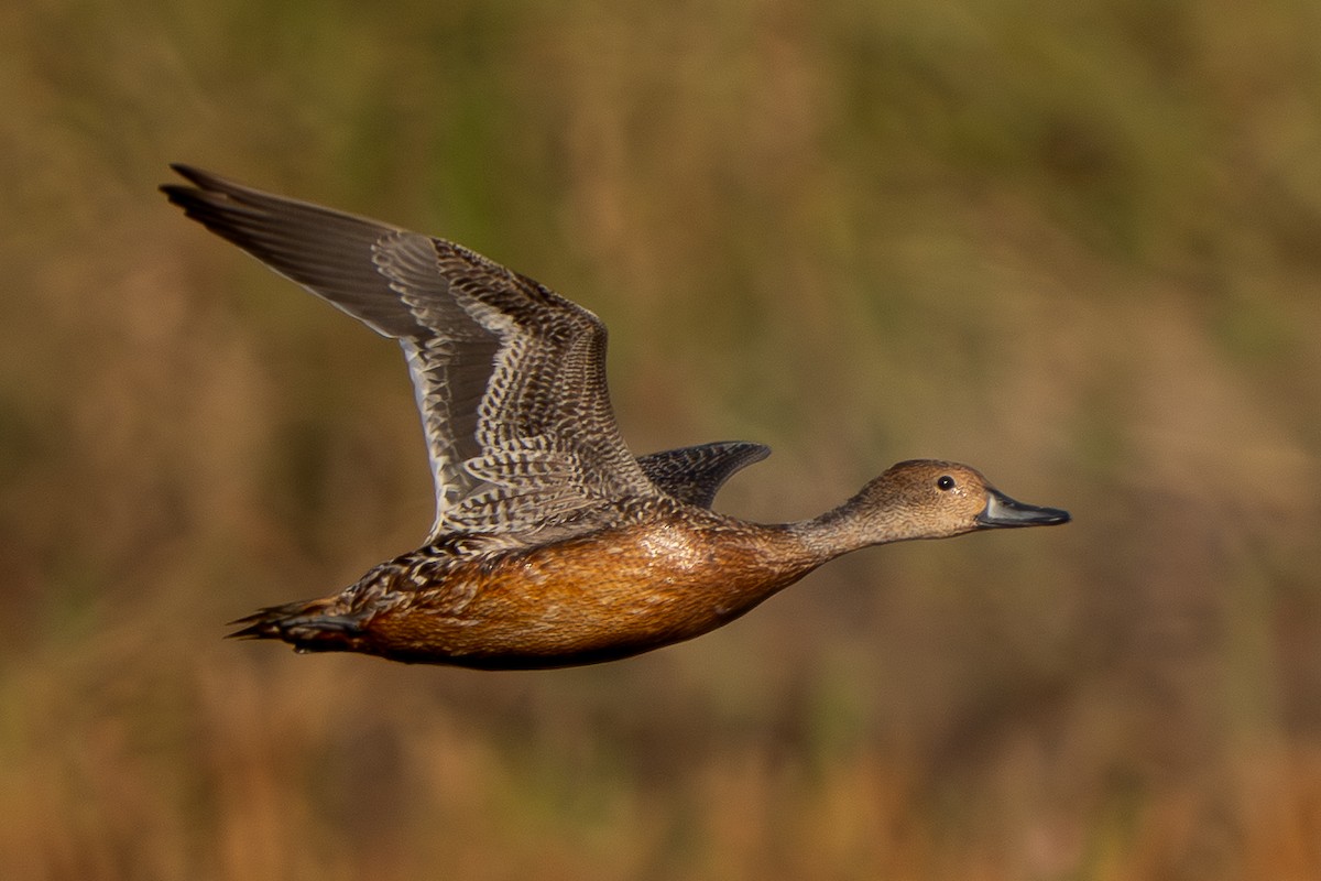 Northern Pintail - ML646330680