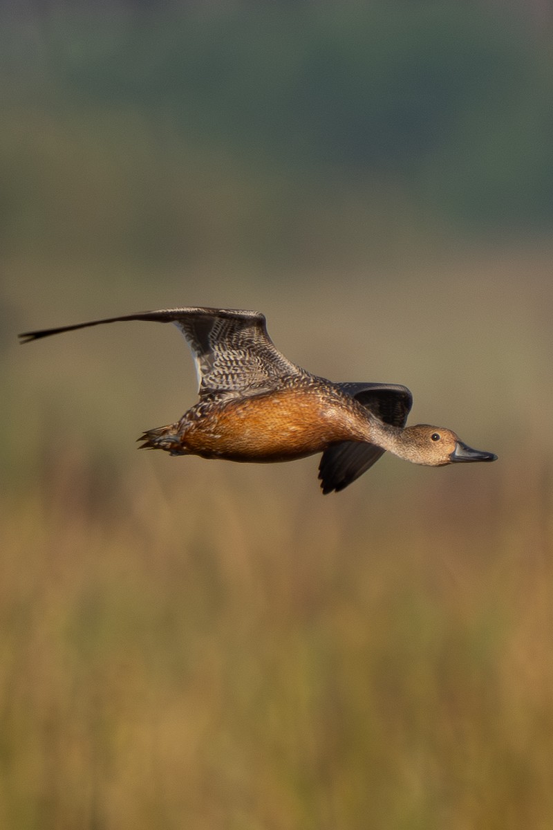 Northern Pintail - ML646330681