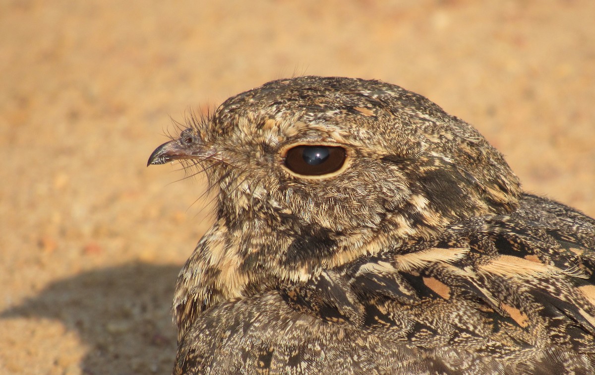 Savanna Nightjar - ML646330683