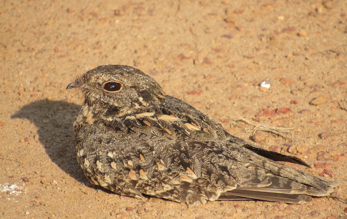 Savanna Nightjar - ML646330684