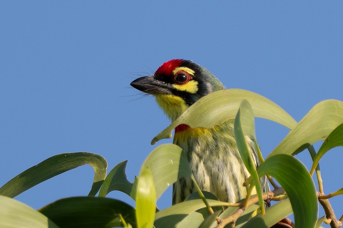 Coppersmith Barbet - ML646330689