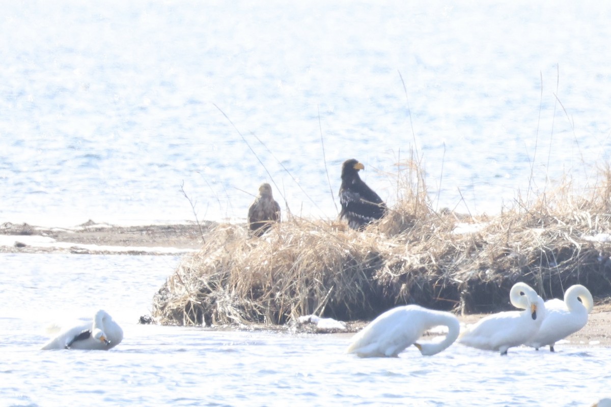Steller's Sea-Eagle - ML646330691