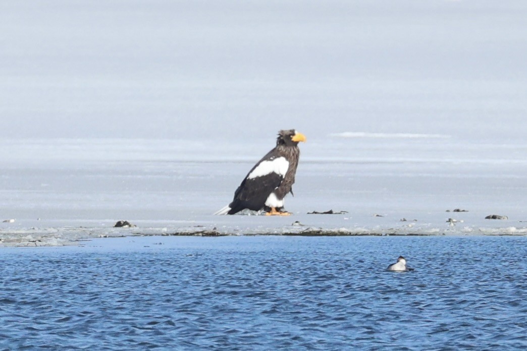 Steller's Sea-Eagle - ML646330692