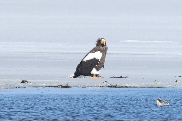 Steller's Sea-Eagle - ML646330693