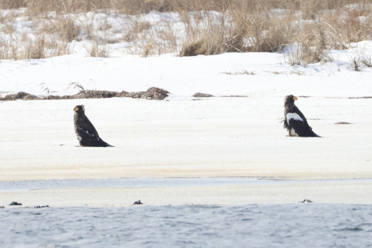 Steller's Sea-Eagle - ML646330694
