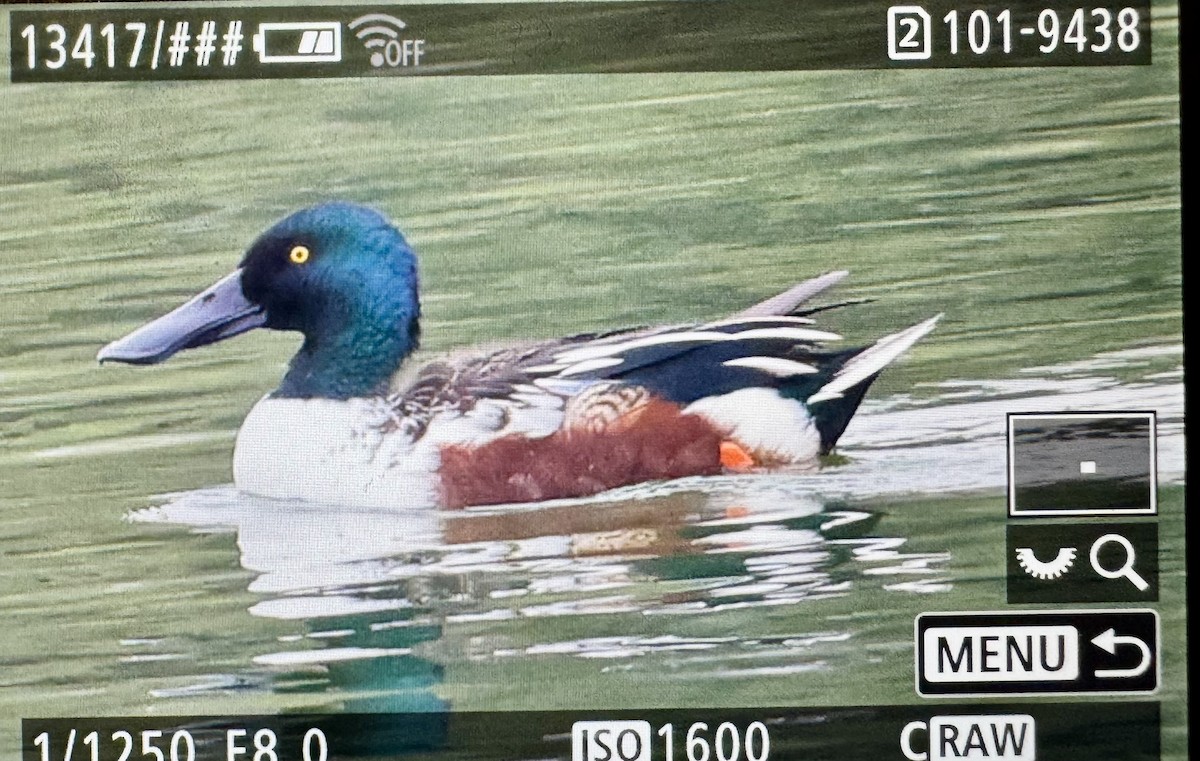 Mestolone - ML646330695