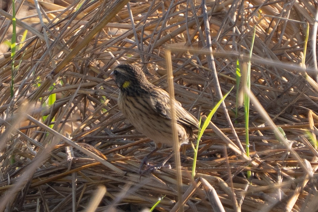 Streaked Weaver - ML646330696