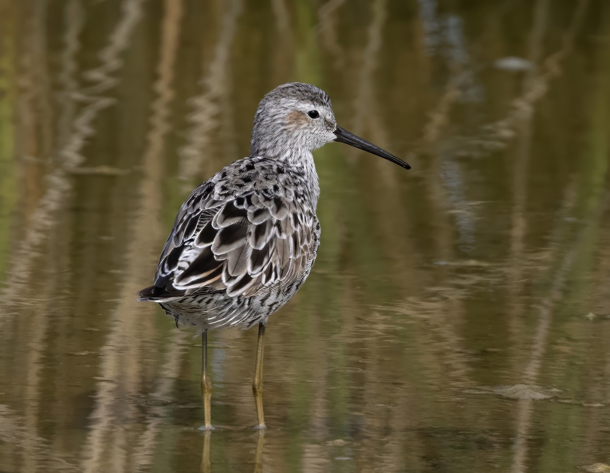 jespák dlouhonohý - ML646330697