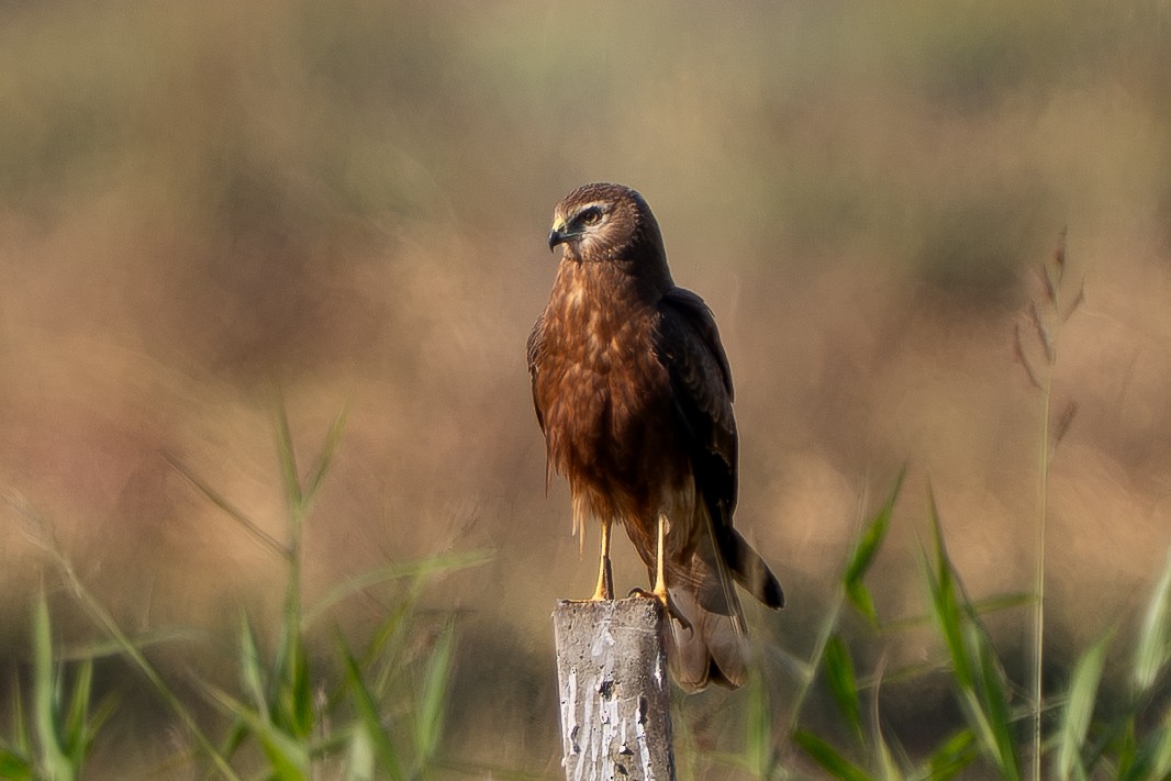 Pied Harrier - ML646330702
