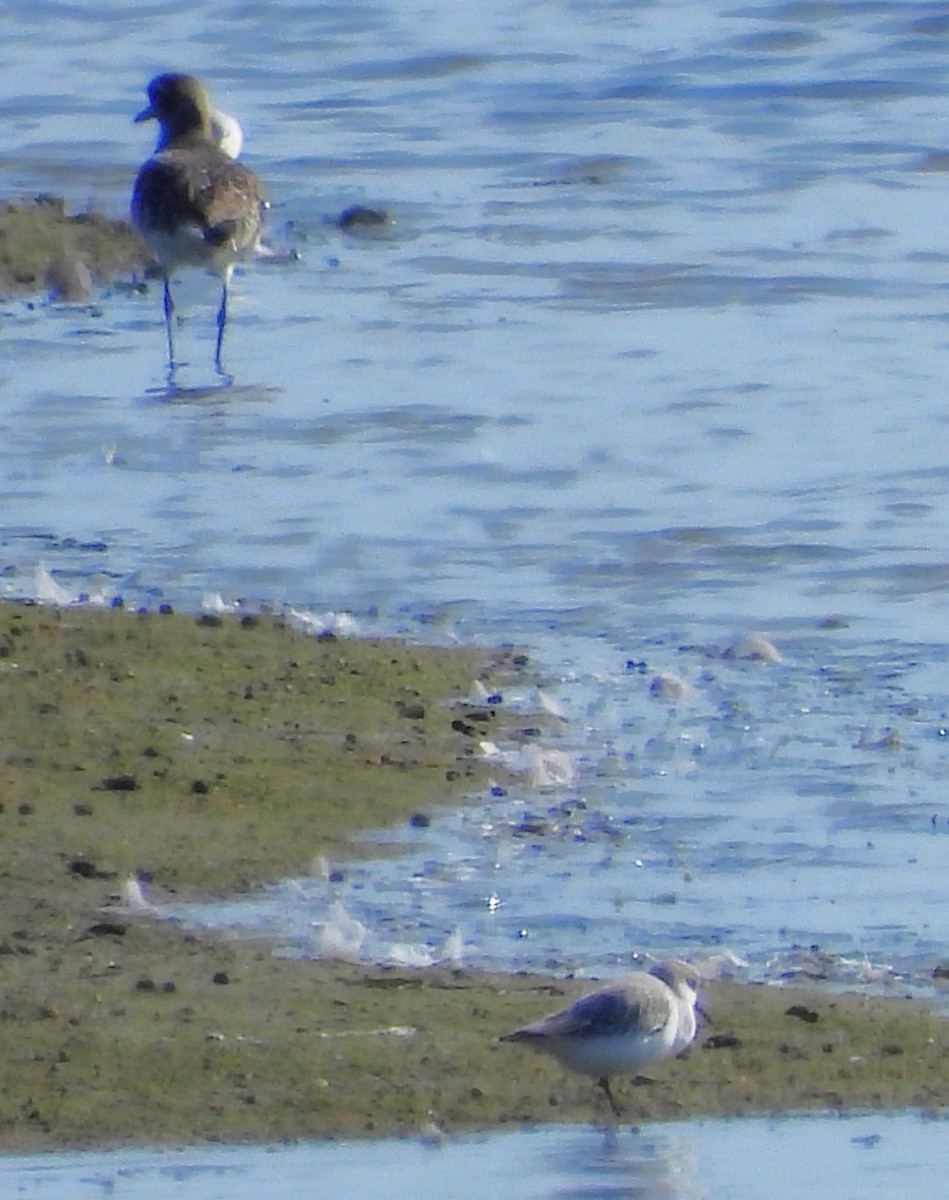 jespák písečný - ML646330703