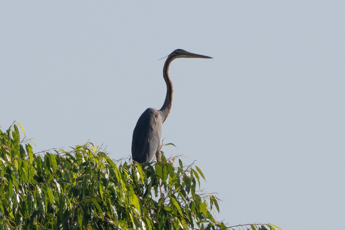 Purple Heron - ML646330705