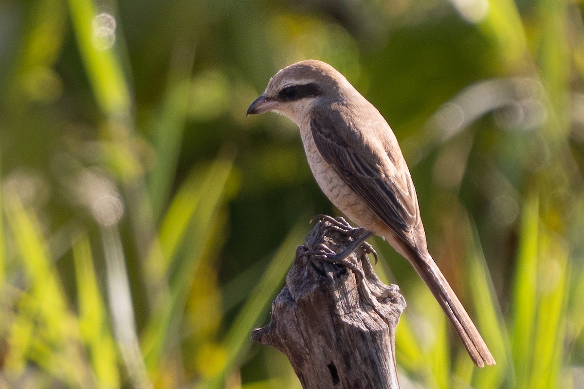 Brown Shrike - ML646330708