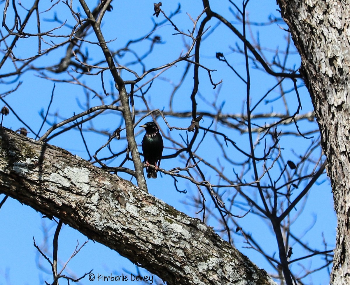 European Starling - Kimberlie Dewey