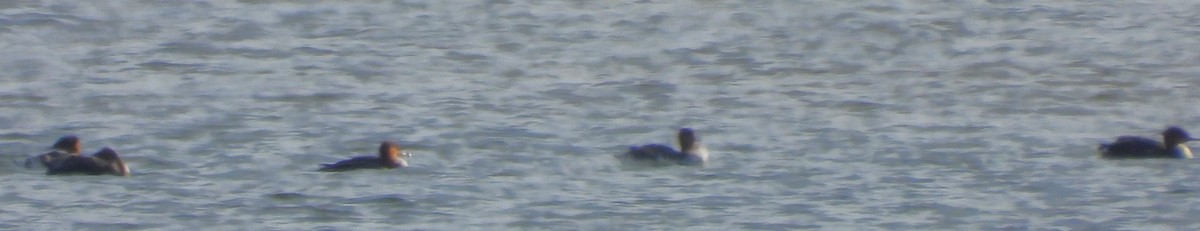 Крех середній - ML646330712