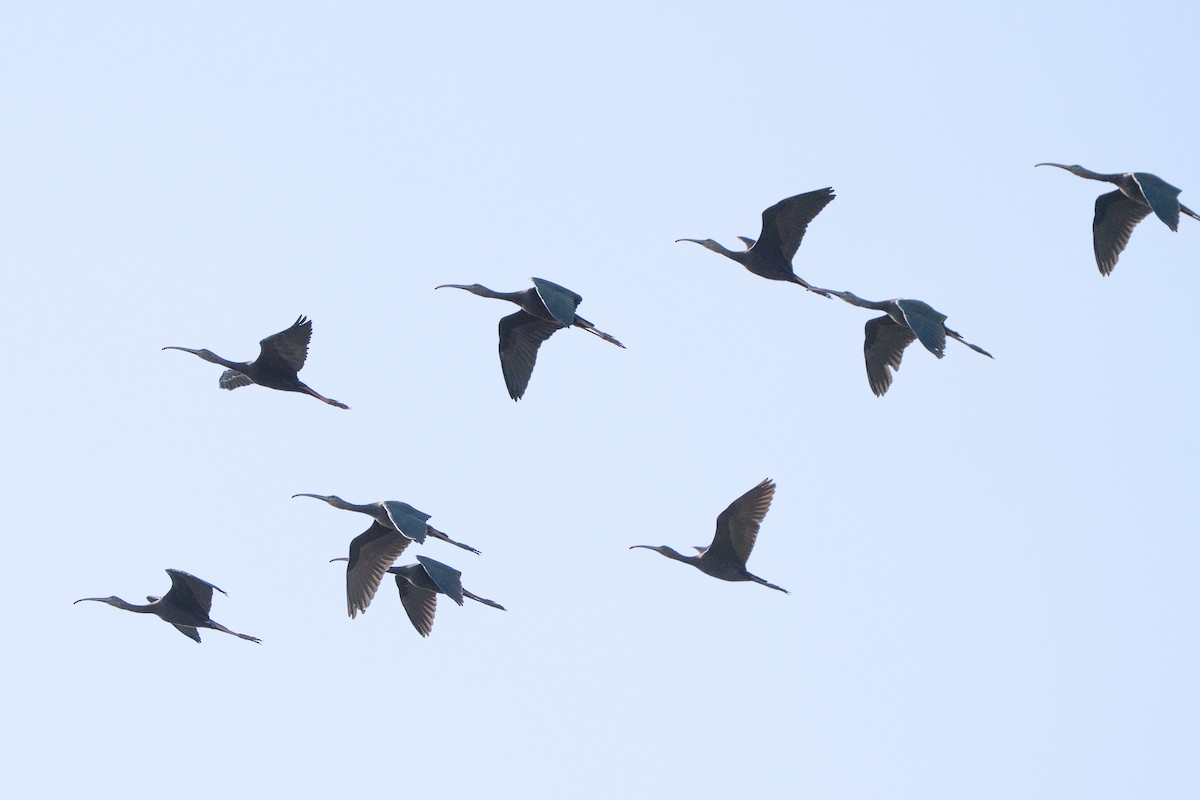 Glossy Ibis - ML646330713