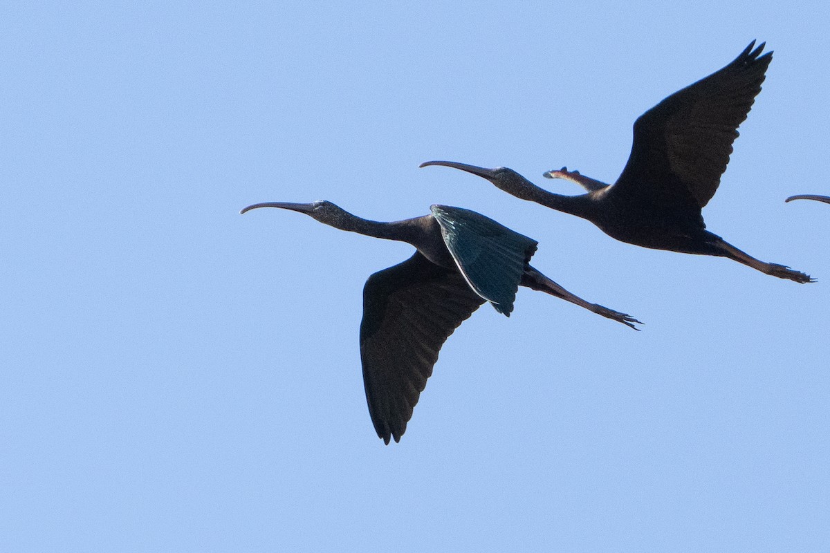 Glossy Ibis - ML646330714