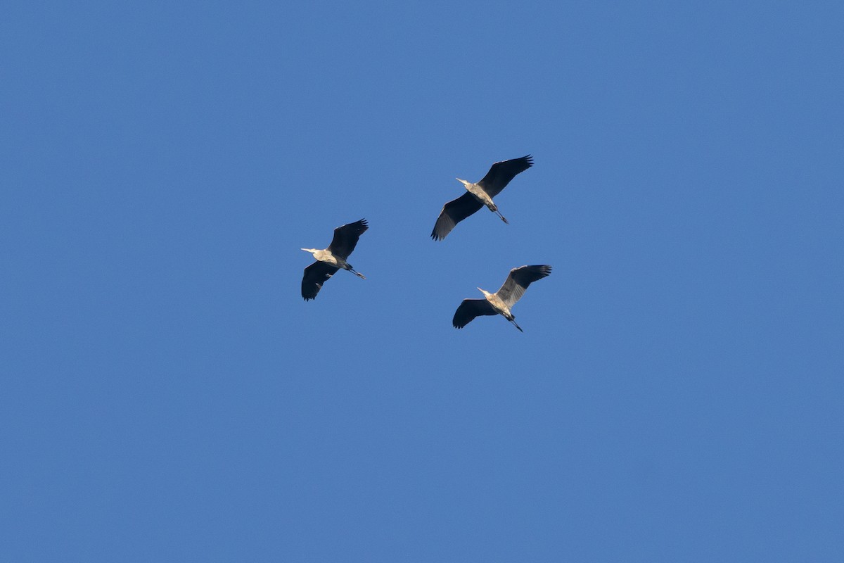 Great Blue Heron (Great Blue) - ML646330717