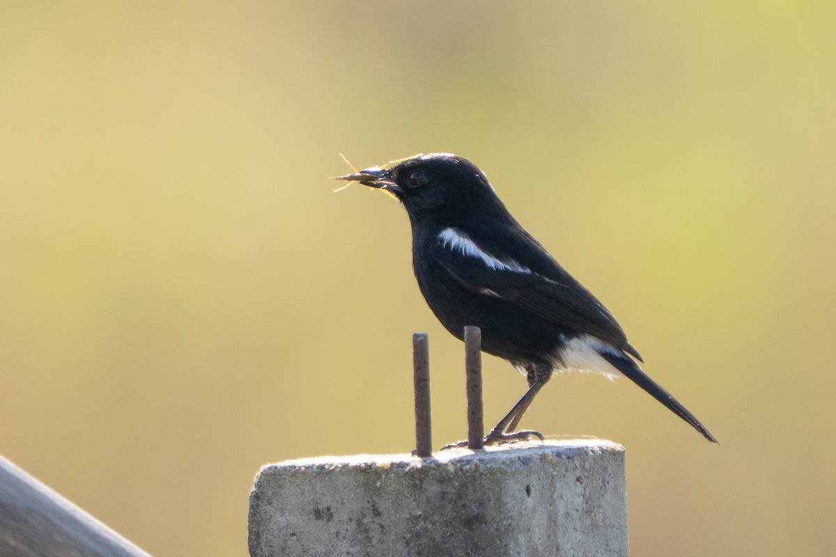 Pied Bushchat - ML646330718