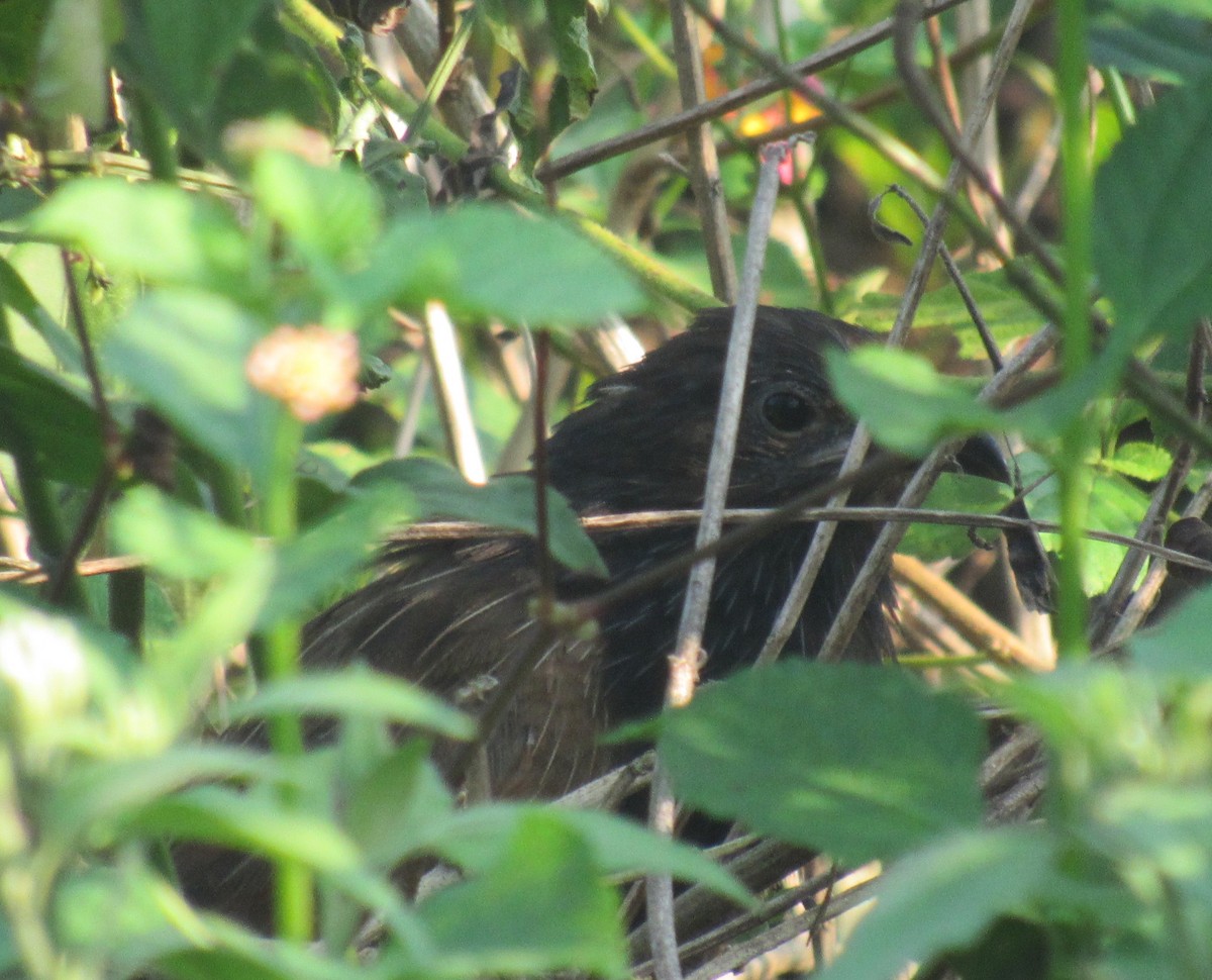 Lesser Coucal - ML646330719
