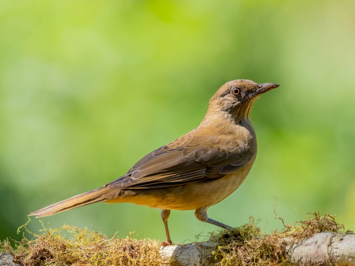 Clay-colored Thrush - ML646330720