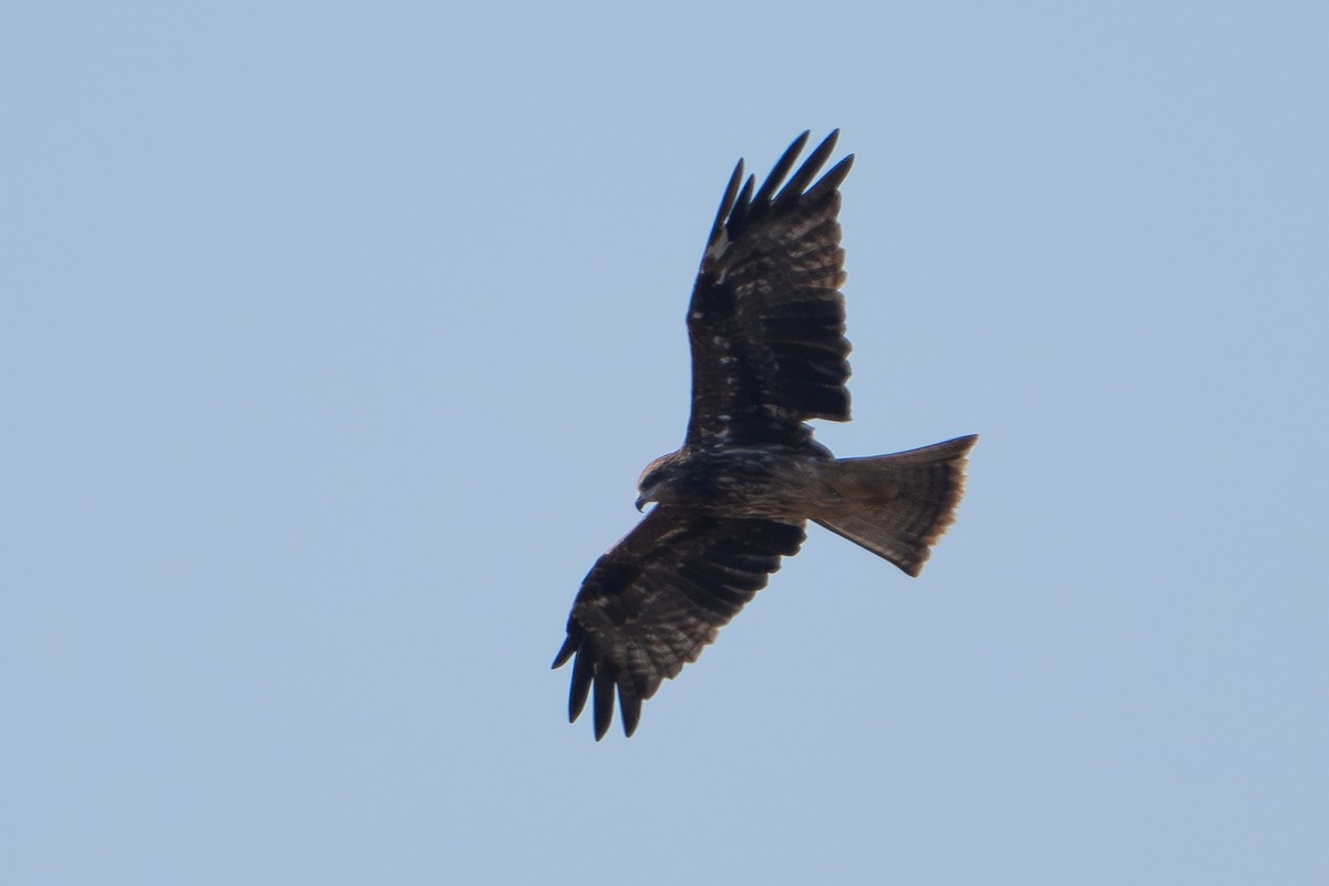 Black Kite - ML646330727