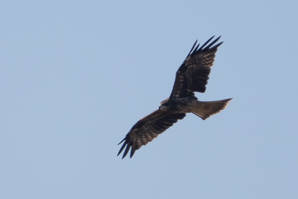 Black Kite - ML646330728