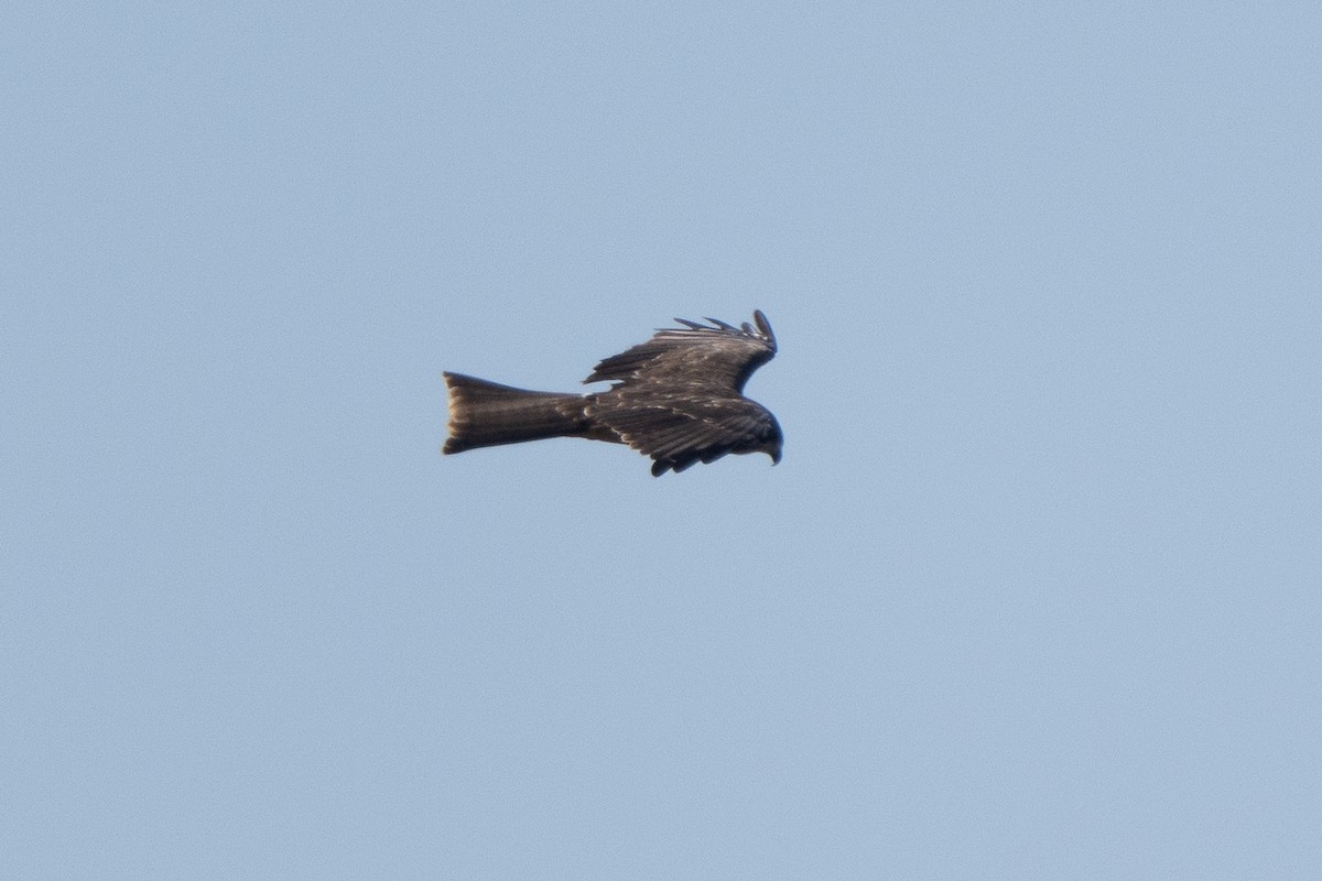 Black Kite - ML646330729
