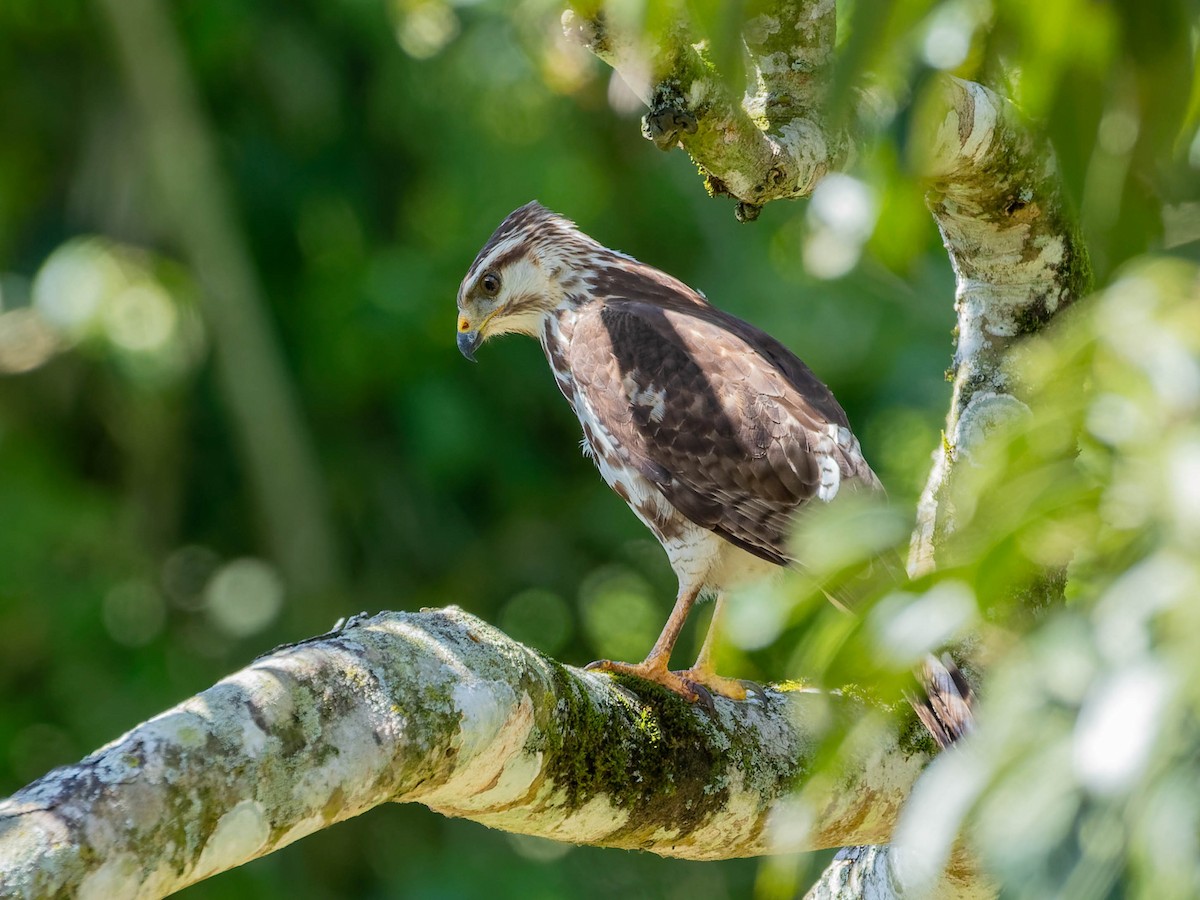 Gray Hawk - ML646330730