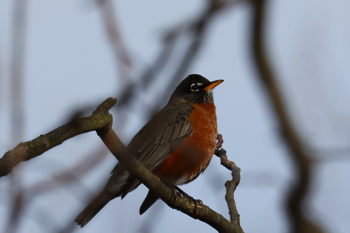 American Robin - ML646330732
