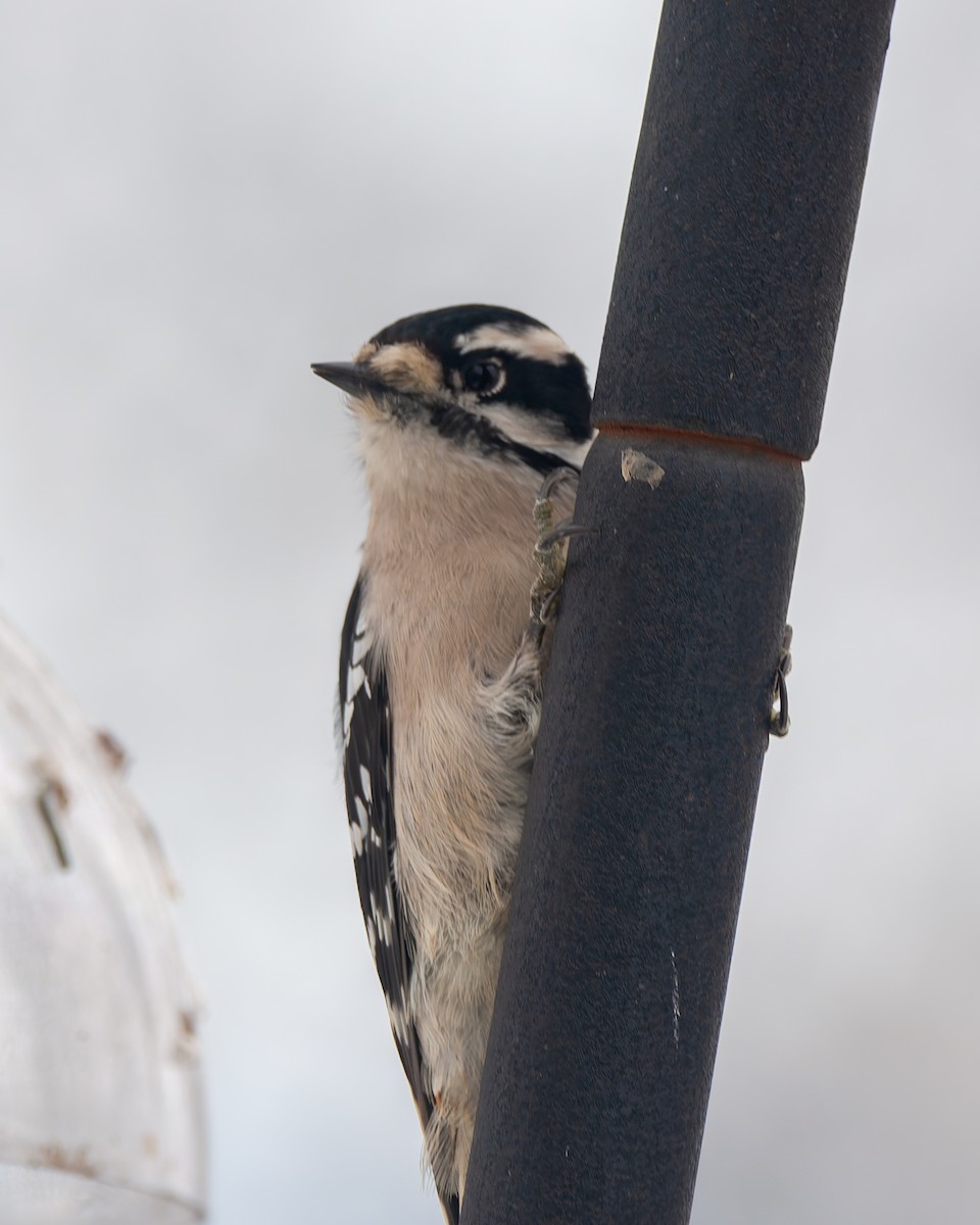Downy Woodpecker - ML646330734