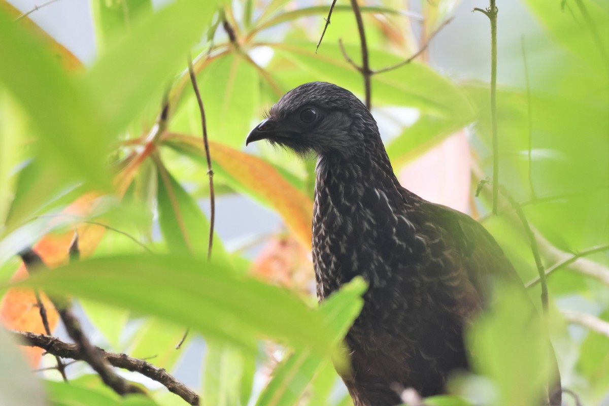 Andean Guan - ML646330735